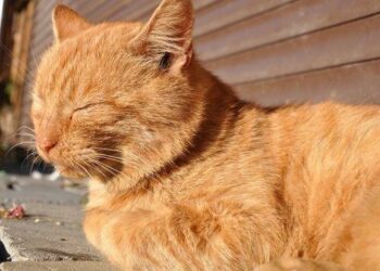 Est-ce que un chat à froid dehors l'hiver ?