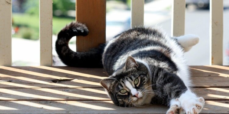 Est-ce que un chat peut tuer un chat ?