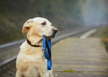Est-ce que un chien peut retrouver sa maison ?