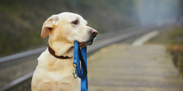 Est-ce que un chien peut retrouver sa maison ?