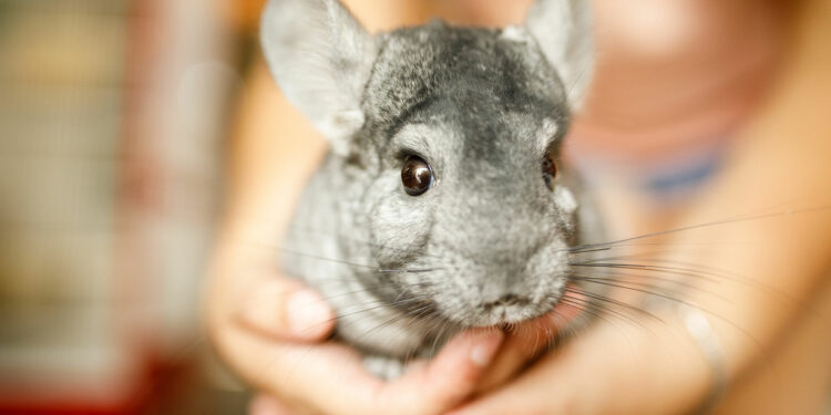 Est-ce que un chinchilla c'est gentil ?