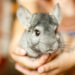 Est-ce que un chinchilla c'est gentil ?