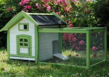 Est-ce que un cochon d'Inde peut aller dehors ?