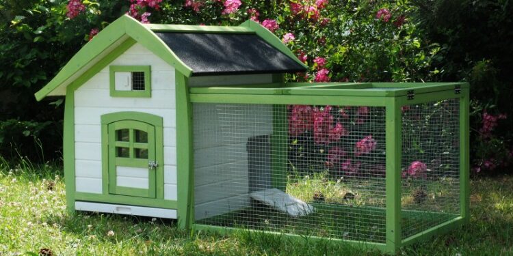 Est-ce que un cochon d'Inde peut aller dehors ?