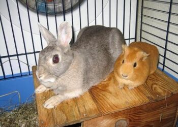 Est-ce que un cochon d'Inde peut cohabiter avec un lapin ?