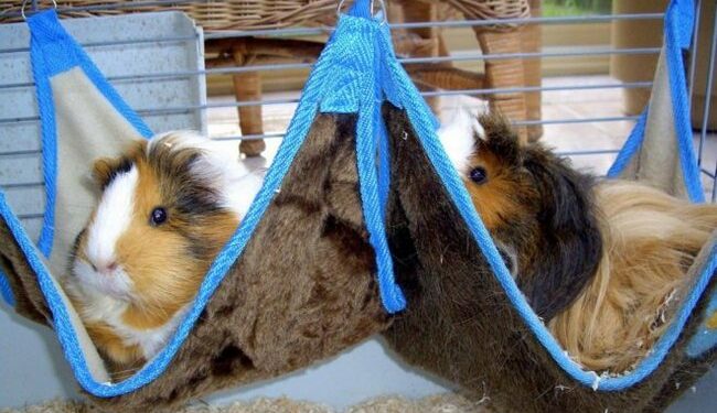 Est-ce que un cochon d'Inde peut manger du carton ?