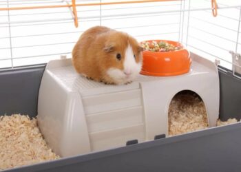 Est-ce que un cochon d'Inde peut manger du carton ?