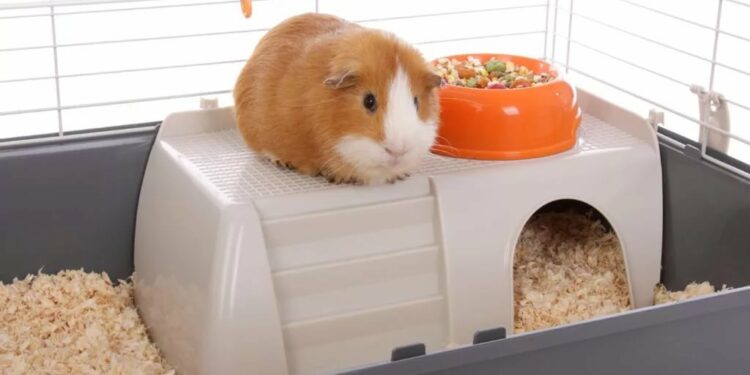 Est-ce que un cochon d'Inde peut manger du carton ?