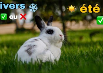 Est-ce que un lapin craint le froid ?