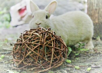 Est-ce que un lapin craint le froid ?