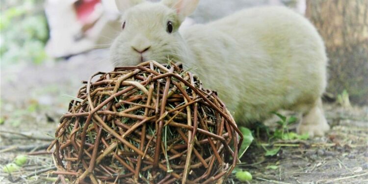 Est-ce que un lapin craint le froid ?