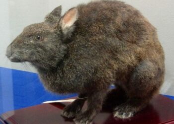 Est-ce que un lapin peut boire dans une gamelle ?