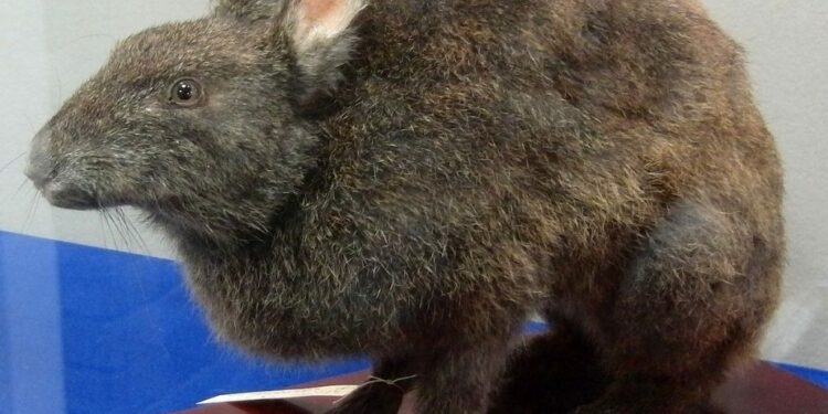 Est-ce que un lapin peut boire dans une gamelle ?