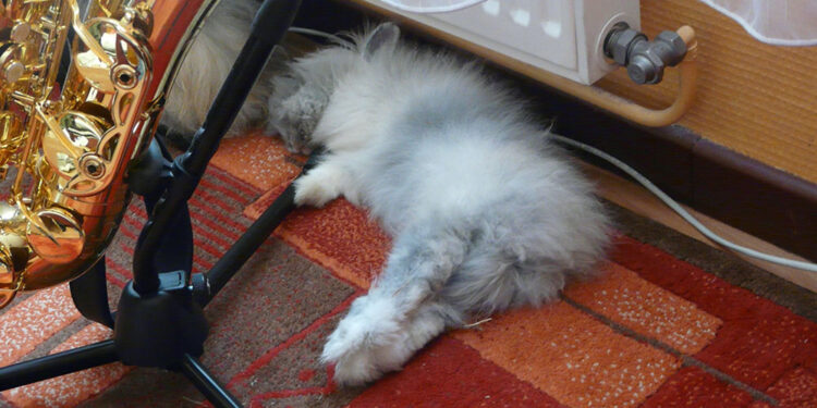 Est-ce que un lapin peut dormir dans une chambre ?