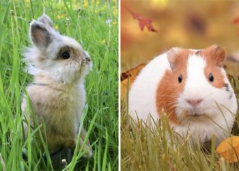 Est-ce que un lapin peut vivre seul ?