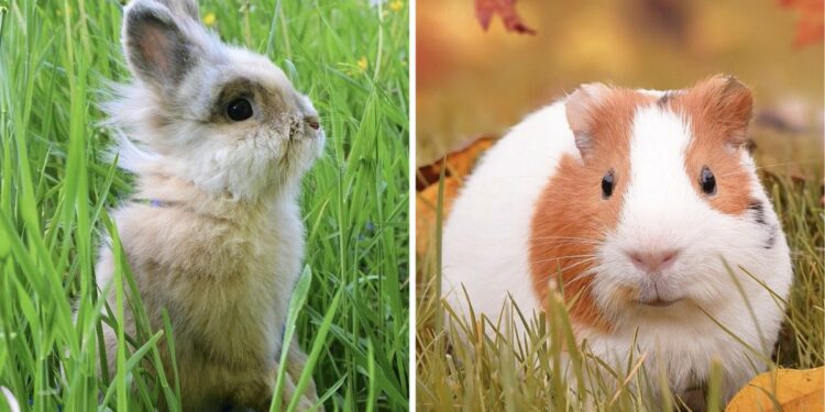 Est-ce que un lapin peut vivre seul ?