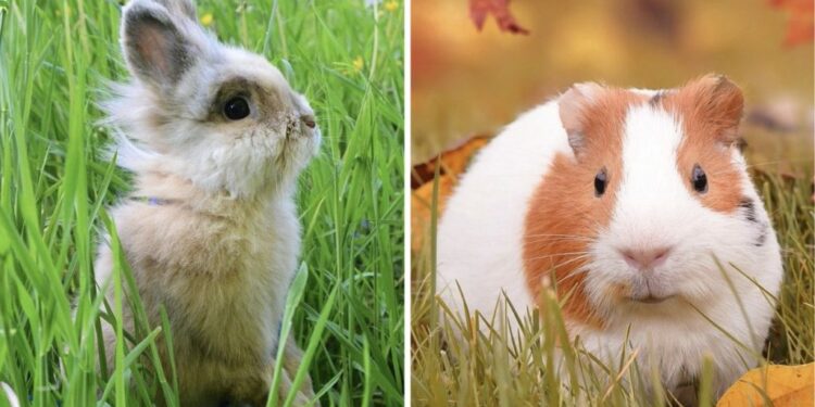 Est-ce que un lapin peut vivre seul ?