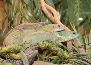 Est-ce que un lézard ça mord ?