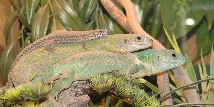 Est-ce que un lézard ça mord ?