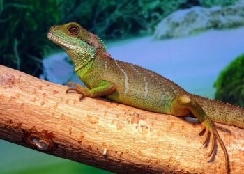 Est-ce que un lézard ça mord ?