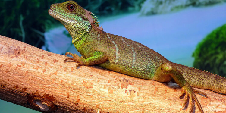 Est-ce que un lézard ça mord ?