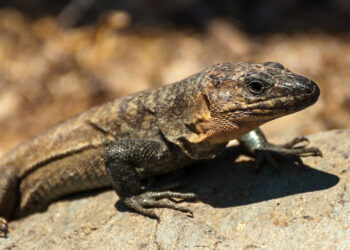 Est-ce que un lézard ça mord ?