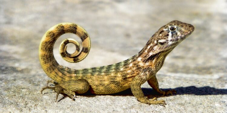 Est-ce que un lézard ça mord ?