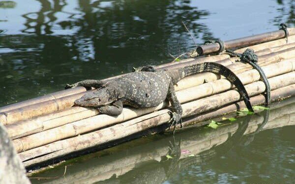 Est-ce que un lézard ça mord ?