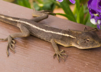 Est-ce que un lézard ça mord ?