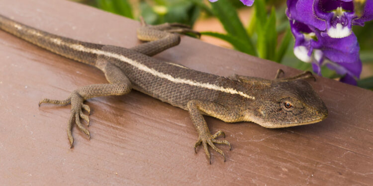 Est-ce que un lézard ça mord ?
