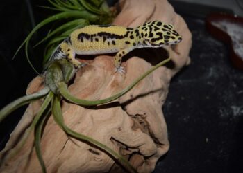 Est-ce que un lézard ça mord ?