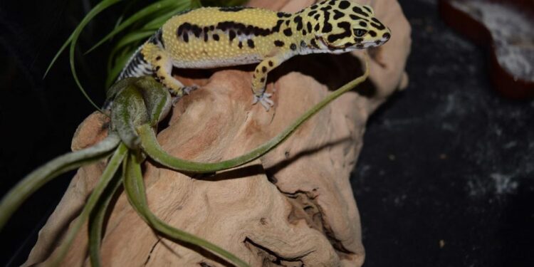 Est-ce que un lézard ça mord ?