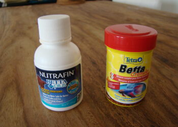 Est-ce que un poisson combattant dort ?