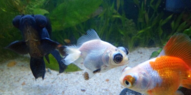 Est-ce que un poisson mort flotte ?