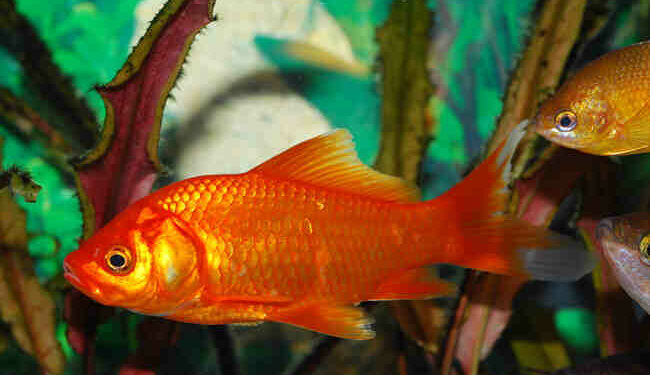 Est-ce que un poisson peut s'ennuyer ?