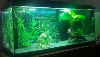 Est-ce que un poisson peut vivre sans pompe ?