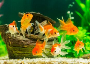 Est-ce que un poisson rouge peut vivre dans un bocal ?