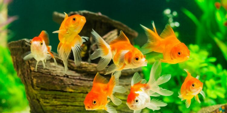 Est-ce que un poisson rouge peut vivre dans un bocal ?
