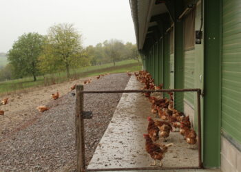 Est-ce que un poulailler attire les rats ?