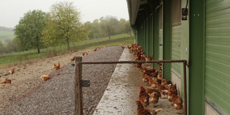 Est-ce que un poulailler attire les rats ?