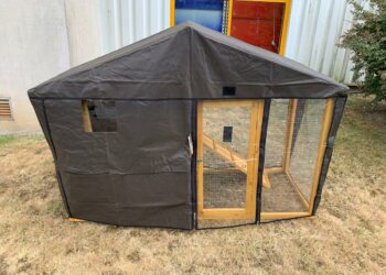 Est-ce que un rat peut manger une poule ?