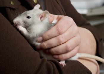 Est-ce que un rat peut vivre seul ?