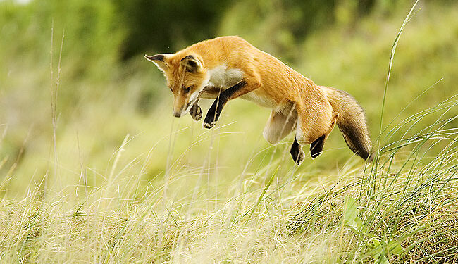 Est-ce que un renard saute haut ?
