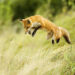 Est-ce que un renard saute haut ?