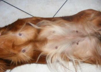 Est-ce que une femme peut tomber enceinte d'un animal ?