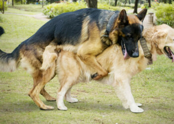 Est-ce que une femme peut tomber enceinte d'un animal ?