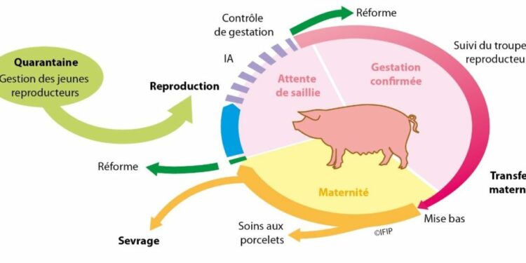 Est-ce que une femme peut tomber enceinte d'un animal ?