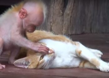 Est-ce que une femme peut tomber enceinte d'un animal ?