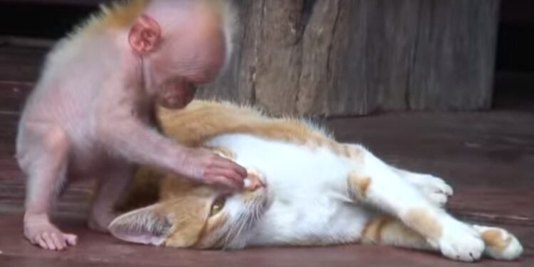 Est-ce que une femme peut tomber enceinte d'un animal ?