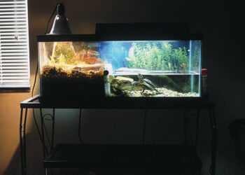 Est-ce que une tortue d'eau boit de l'eau ?